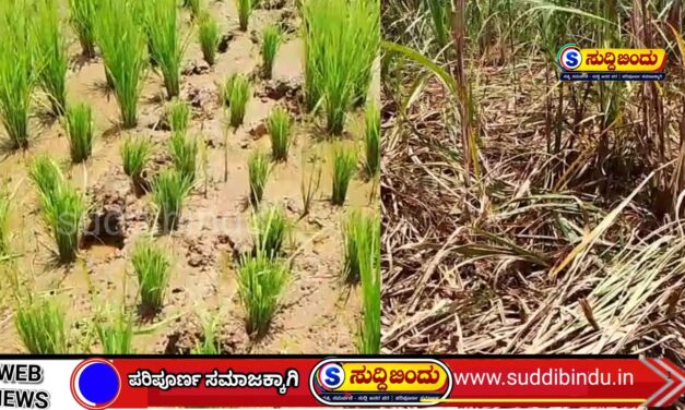 ಕಾಡುಪ್ರಾಣಿಗಳ ಹಾವಳಿಗೆ ರೈತರು ಕಂಗಾಲು: ಪರಿಹಾರಕ್ಕಾಗಿ ಆಗ್ರಹ
