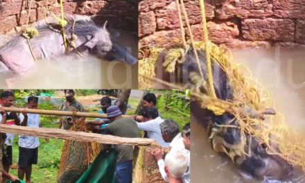 ಬಾವಿಗೆ ಬಿದ್ದ ಹಂದಿಗೆ ‘ಅಶೋಕ’ನ ಆಸರೆ; ಸುರಕ್ಷಿತವಾಗಿ ಅರಣ್ಯಕ್ಕೆ