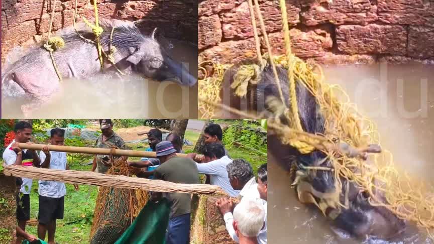 ಬಾವಿಗೆ ಬಿದ್ದ ಹಂದಿಗೆ ‘ಅಶೋಕ’ನ ಆಸರೆ; ಸುರಕ್ಷಿತವಾಗಿ ಅರಣ್ಯಕ್ಕೆ