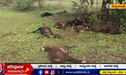 ಸಿಡಿಲು ಬಡಿದು 11 ಕುರಿಗಳ ಸಾವು