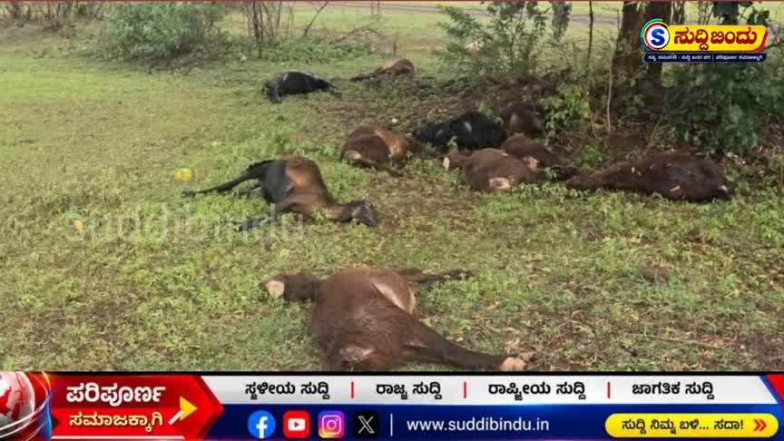 ಸಿಡಿಲು ಬಡಿದು 11 ಕುರಿಗಳ ಸಾವು