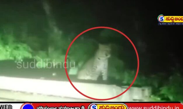 ಅಂಬೇವಾಡಿಯೇ ಚಿರತೆಯ ಅಡ್ಡಾ! ಹೋಮ್‌ಸ್ಟೇ ಬಳಿ ಮತ್ತೆ ಪ್ರತ್ಯಕ್ಷ