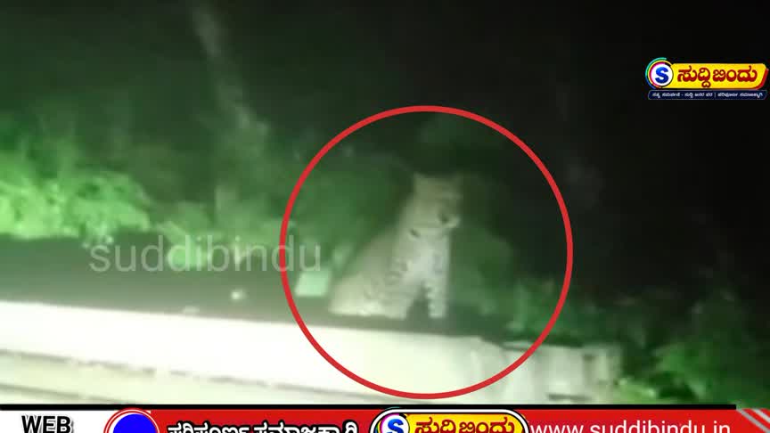 ಅಂಬೇವಾಡಿಯೇ ಚಿರತೆಯ ಅಡ್ಡಾ! ಹೋಮ್‌ಸ್ಟೇ ಬಳಿ ಮತ್ತೆ ಪ್ರತ್ಯಕ್ಷ