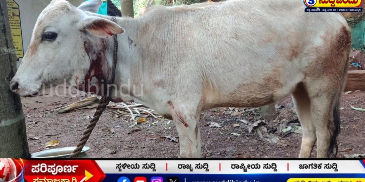 ಕೊಟ್ಟಿಗೆಗೆ ನುಗ್ಗಿ ಆಕಳ ಕರುವಿನ ಮೇಲೆ ಹುಲಿ ದಾಳಿ : ಎಡ್ತಾರೆ ಗ್ರಾಮದಲ್ಲಿ ಘಟನೆ