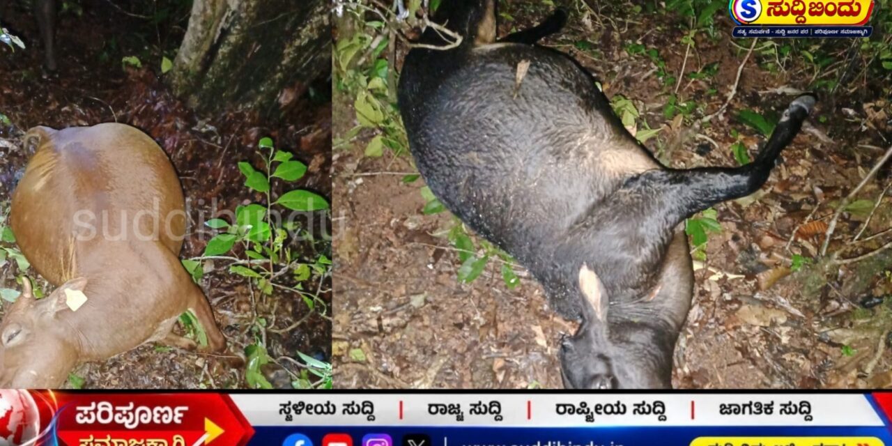 ಅಂತ್ರವಳ್ಳಿಯಲ್ಲಿ  ಸಿಡಿಲು ಬಡಿದು ಏಳು ಜಾನುವಾರುಗಳ ಸಾವು
